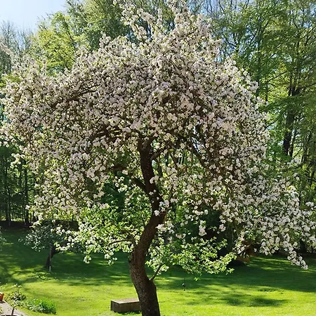 Zum Alten Forsthaus Appartement Neu Poorstorf
